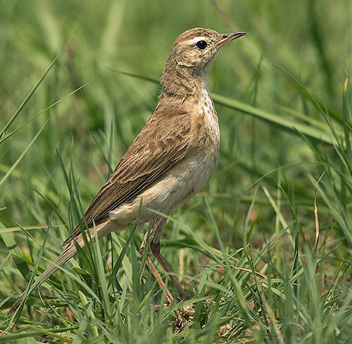Plain-backed Pipit